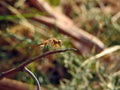 A close-up view of an Anisoptera, a close-up of a dragonfly insect Royalty Free Stock Photo